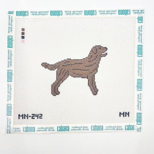Chocolate Brown Labrador Retriever